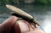 Stoneflies - Fly Fishing Yellowstone National Park