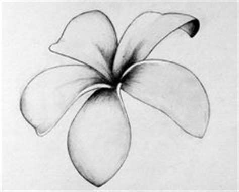 Frangipani Tattoo - The five petals of the frangipani are believed to ...