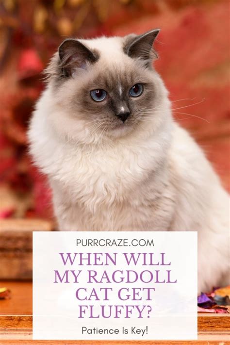 When Will My Ragdoll Cat Get Fluffy? - Purr Craze