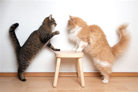 Are My Cats Playing or Fighting? (Cat Behaviorist Explains) - Cats.com