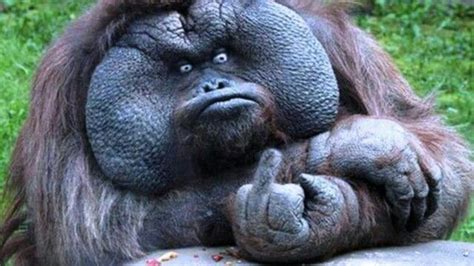 Omg...this sort of scares me...# monkey # gorilla | Animaux drôles ...