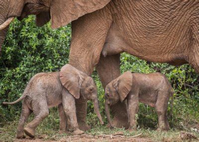 Extremely Rare Elephant Twins Born at Reserve for First Time in Decades ...