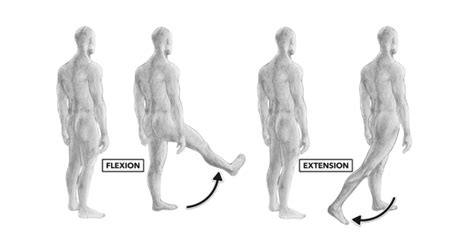 human anatomy - How can a joint extend or flex? - Biology Stack Exchange