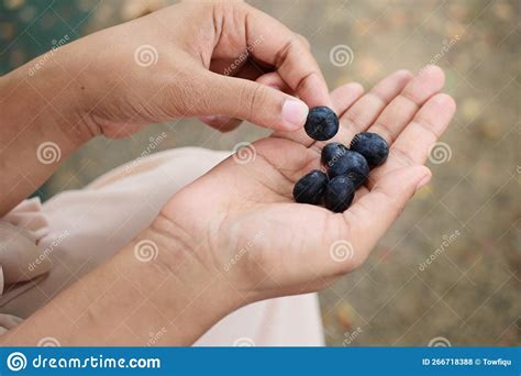 Women Hand Pick Blue Berry Fruit Stock Photo - Image of small, organic ...