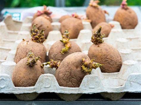 Seed Potatoes - A complete guide | Blue Diamond