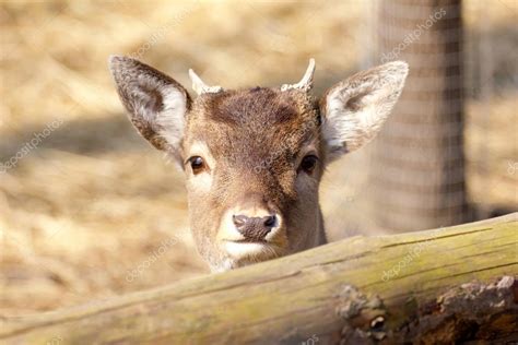 Roe deer fawn — Stock Photo © gwolters #69721383