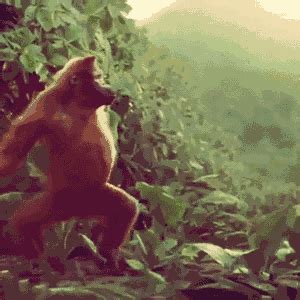 Monkey Dancing GIF - Find & Share on GIPHY