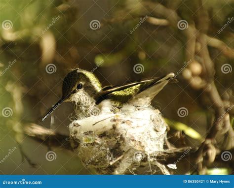 Costa`s Hummingbird Sitting on Nest Stock Image - Image of hummingbird ...