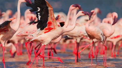 A flock of lesser flamingos at Lake Bogoria | Britannica