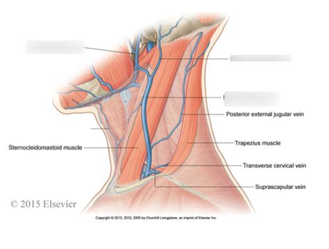 External jugular vein Diagram | Quizlet