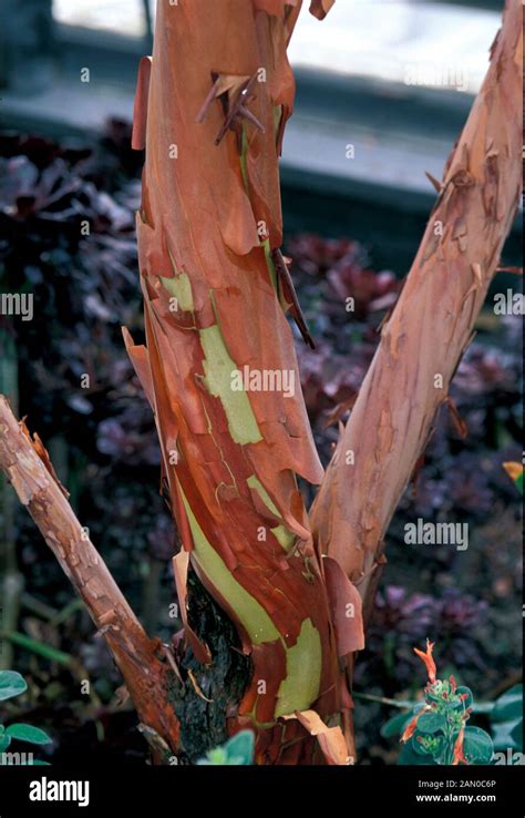 Evergreen tree bark hi-res stock photography and images - Alamy