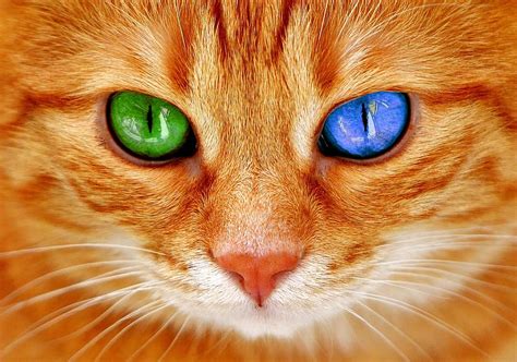 Page 2 | cats-eyes 1080P, 2K, 4K, 5K HD wallpapers free download ...