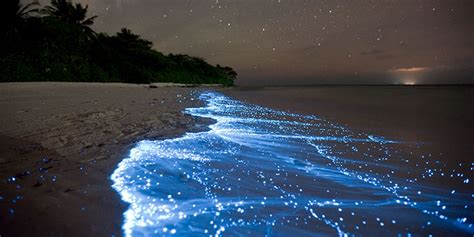 Bioluminescence In The Maldives | How To See The Sea Sparkle