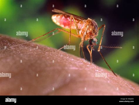 Culex quinquefasciatus hi-res stock photography and images - Alamy