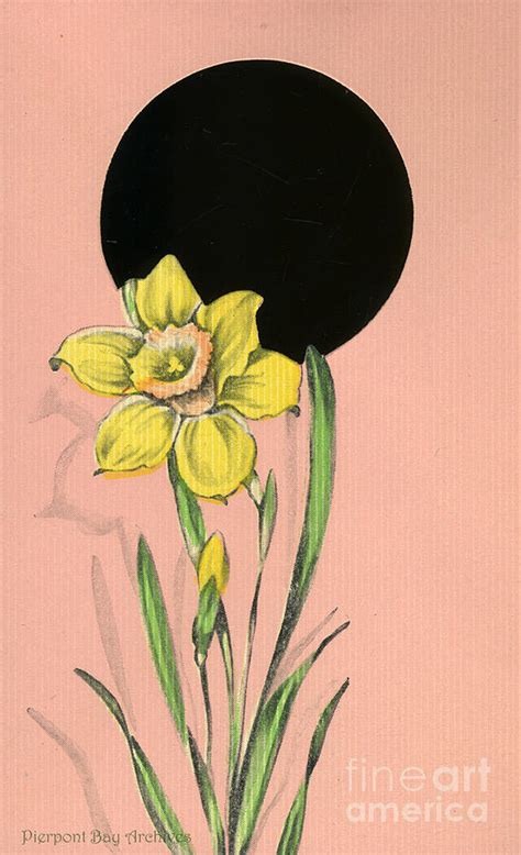 Vintage Greeting. Yellow daffodil flower. Painting by Pierpont Bay ...