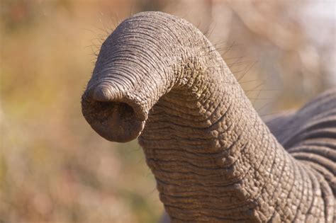 GARY PARKER'S Nature Digital Photography: Elephant trunk.