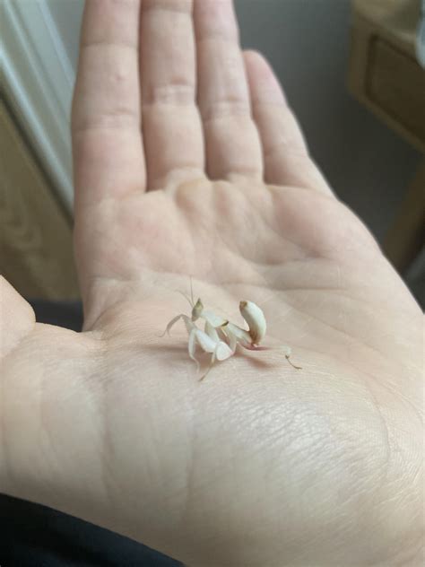 My Baby Orchid Mantis - Name Suggestions!! : r/mantids