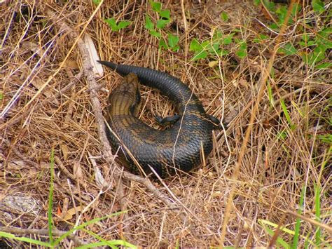 Eastern blue-tongued lizard - Facts, Diet, Habitat & Pictures on ...