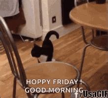 Friday Cat Meme GIFs | Tenor