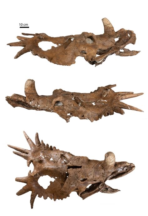 Styracosaurus Skull Shows Asymmetry Of Horns - Fossil News - The Fossil ...