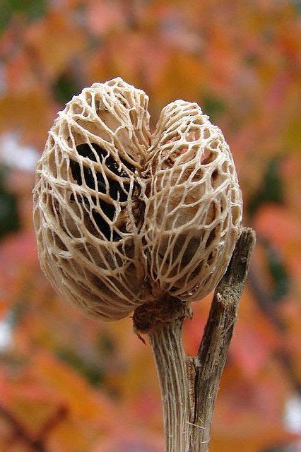 ˚Tiger Lily seed pod Natural Structures, Natural Forms, Planting Seeds ...