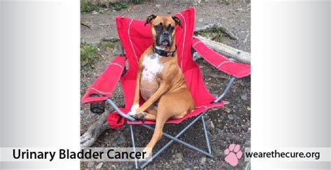 Urinary Bladder Cancer in Dogs - The National Canine Cancer Foundation