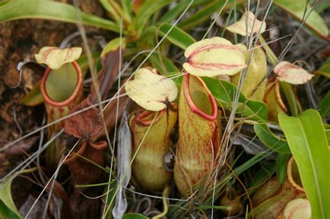 EKOGEO: KANTONG SEMAR : TUMBUHAN KARNIVORA DARI HUTAN TROPIS