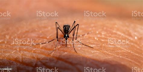 Aedes Aegypti Mosquitoe Bite And Feeding Blood On Wrinkle Skinaedes ...