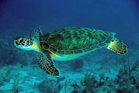 Green Turtle Swimming in Sea | HD Wallpapers