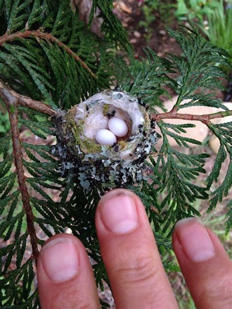 Hummingbird eggs are tiny, about the size of jelly beans! Please ...