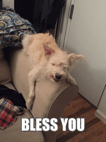 Dog Sneeze GIFs - Find & Share on GIPHY