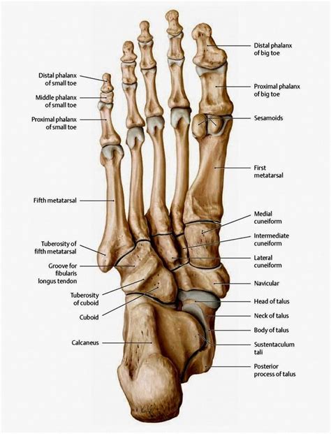 Pin on Anatomy & Physiology