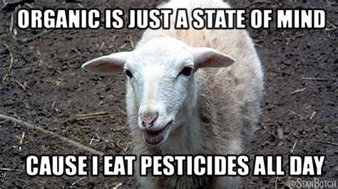 23 Funny Sheep Memes, Botch