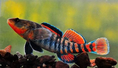 North American Native Fishtanks • Rainbow Darter (Etheostoma caeruleum ...