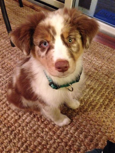 Red Merle Australian Shepherd | Red merle australian shepherd ...