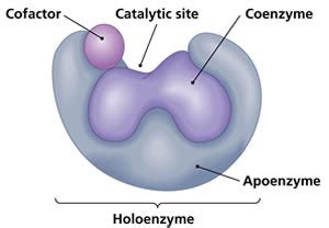 Difference between Cofactor and Coenzyme | Cofactor vs Coenzyme