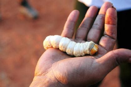 Witchetty Grub | Australian Bush Tucker – Bush Food