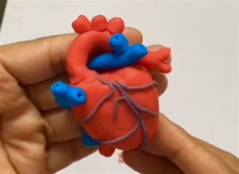 Human Heart Model || Heart Model 3D || School Science Projects || How ...