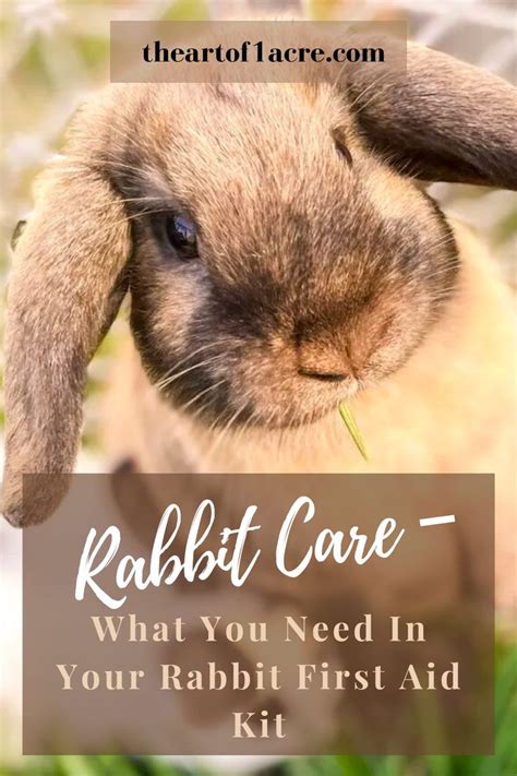 Rabbit Care – What You Need In Your Rabbit First Aid Kit | Rabbit care ...