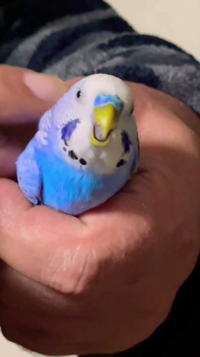 Angry budgie trying to bite my hand#angry budgie sounds#pet#shorts ...