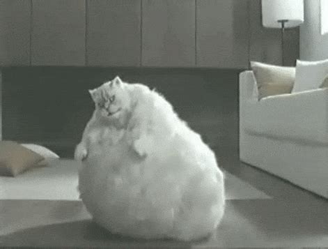 Fat Cat GIF - Find & Share on GIPHY