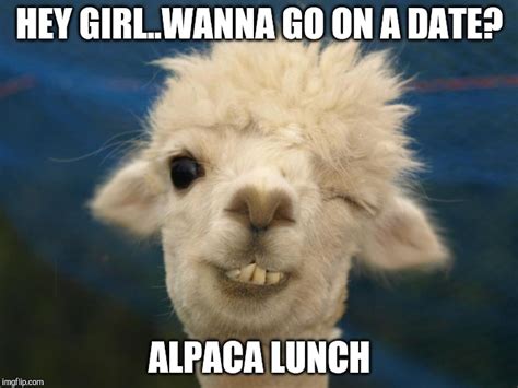 Alpaca - Imgflip