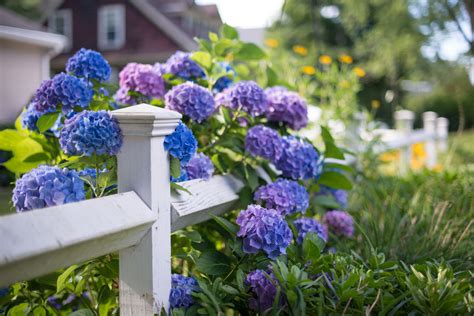 14 Beautiful Hydrangea Varieties