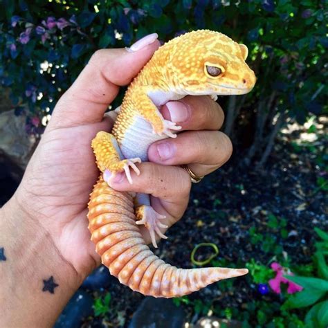 #africanfattailgecko #fattailgecko #hemitheconyxcaudicinctus # ...