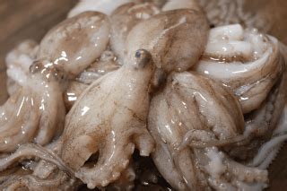 What is Ocellated Octopus (Iidako) sushi? | Sushiblog－Sushiuniversity