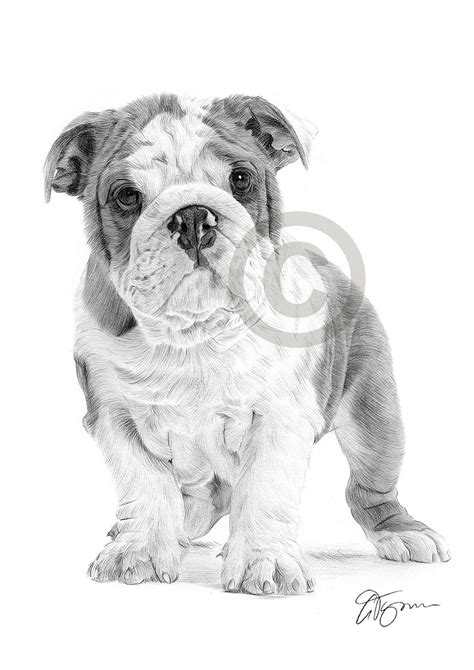 Pencil drawing of an English Bulldog puppy by UK artist Gary Tymon