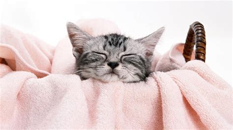 Sleepy Kittens Wallpaper - WallpaperSafari