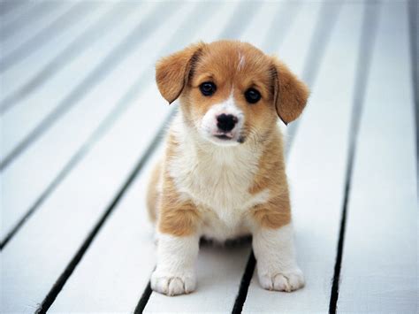 3000+ Dog HD Wallpapers | Background Images