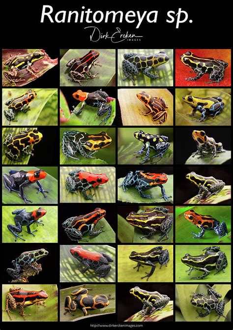 Poison dart frog species from the genus Ranitomeya Photograph by Dirk ...