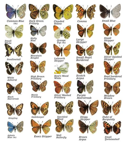 My quest to find all 59 British butterflies (and how I made my ...